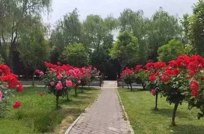 乙未年弘揚(yáng)中華孝道、文明祭掃暨清明公祭活動(dòng)公告-西安市奉正塬公墓