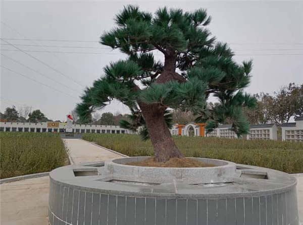 西安漢皇樹葬墓園的文化氛圍是如何營造的，對(duì)逝者和家屬有何意義？