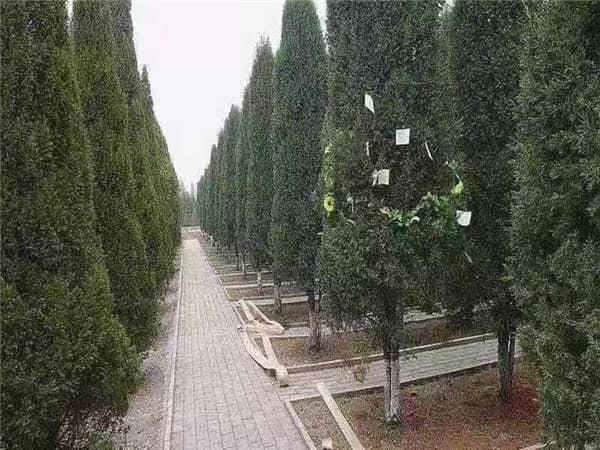 西安閻良漢皇樹葬墓園是什么樣的墓園，有哪些特色？