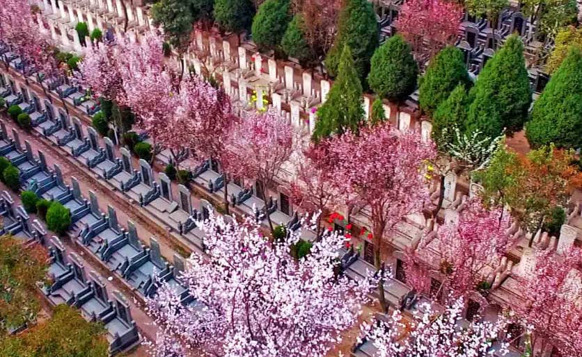 墓地塔松種植間距及圖片參考