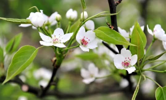 西安壽陽(yáng)山墓園是如何體現(xiàn)其社會(huì)責(zé)任的？