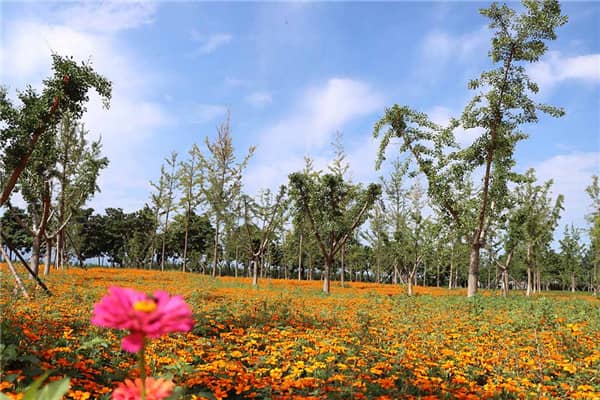 西安壽陽山墓園是否接受港、澳、臺胞的骨灰安葬？
