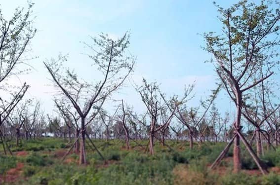 西安壽陽(yáng)山墓園的具體位置在哪里？其建立背景如何？