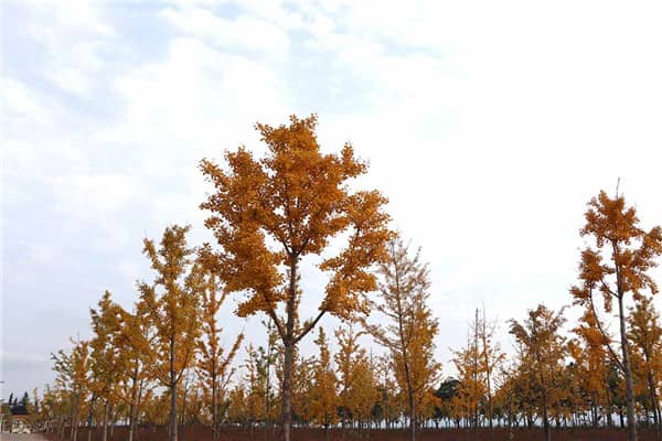西安長(zhǎng)安區(qū)炮里鄉(xiāng)西凹村壽陽山公墓，陵園問題