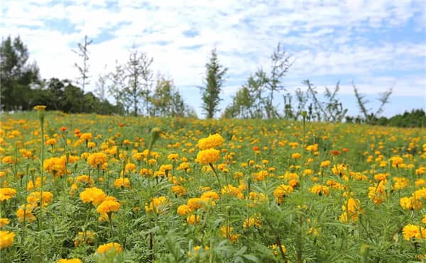 西安壽陽山公墓路線怎么走，寧靜安詳?shù)木坝^陵園