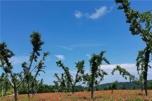 壽陽(yáng)山公墓的具體位置在哪里？其地理環(huán)境有何特色？