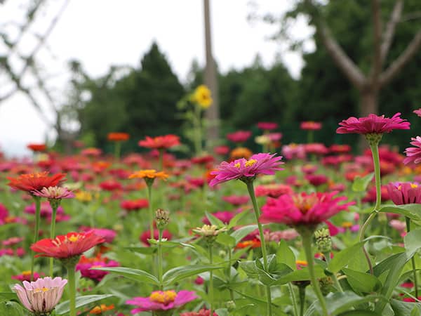 西安壽陽山墓園如何體現(xiàn)節(jié)地生態(tài)葬的理念，并在此基礎(chǔ)上實(shí)現(xiàn)生命的永恒與自然和諧？