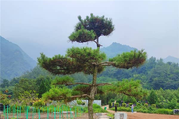 選擇西安九龍山公墓的樹葬方式，對(duì)家屬有哪些意義？