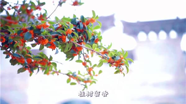 西安市霸陵墓園新區(qū)，心靈自由的放逐地