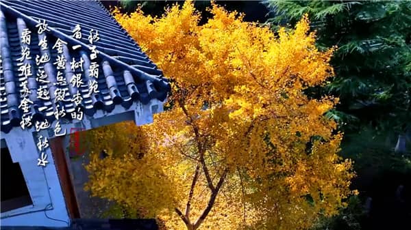 西安霸陵墓園墓型大全：傳統(tǒng)/藝術(shù)/生態(tài)墓型深度解析