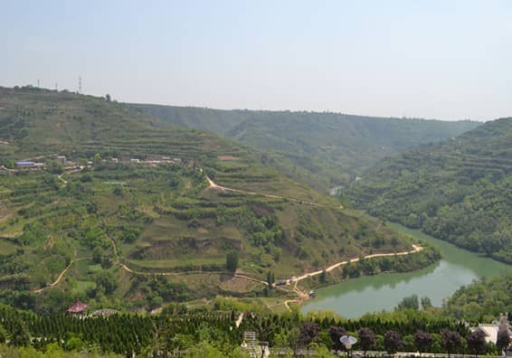 祖墳栽樹的合適距離與種植建議