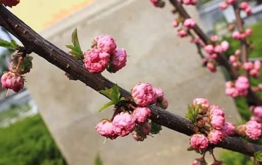 墓地栽樹(shù)樹(shù)木之間的距離多少好？解析種植間距與影響因素