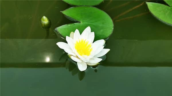 三周年必買三樣水果_傳統(tǒng)習(xí)俗與現(xiàn)代解讀